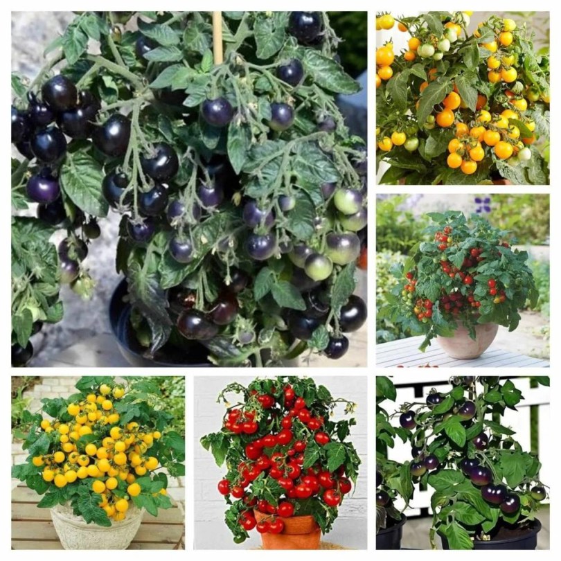 Színes törpeparadicsom válogatás 6 fajta, Lycopersicum esculentum , vetőmag, akció, kedvezmény